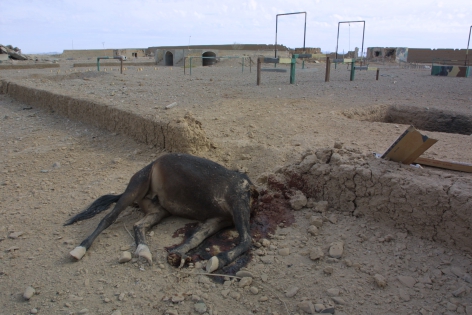  camps d entrainement ‟ tornak farm‟ de al qaida , pres de kandahar, c'est ce camps qui etait sur la video presente a toutes les tv .cheval tue par une mine .